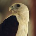 Brahminy kite (Haliastur indus), Palu City, Indonesia